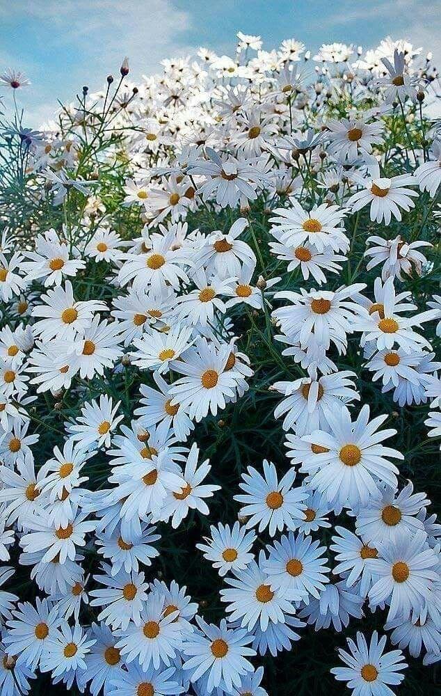 Summer Symphony Flower Medley